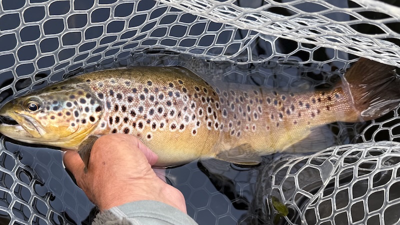 260705 rena trout