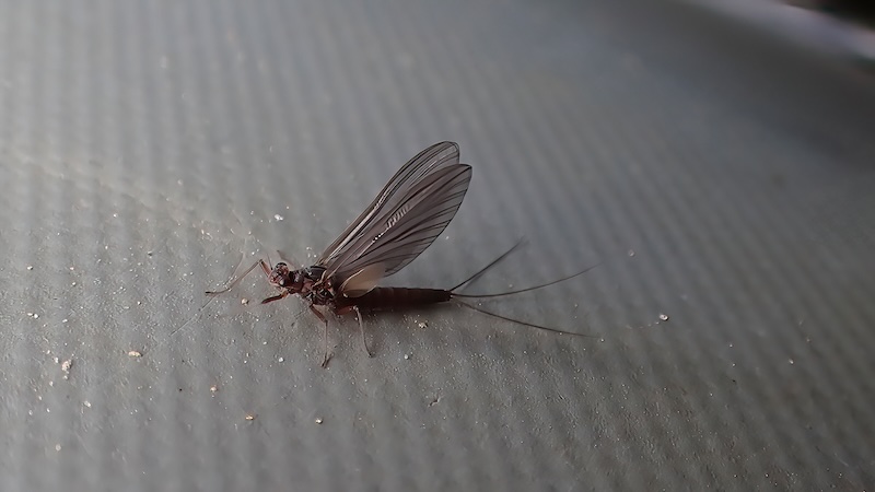 Døgnflue 260707 fishcamp mayfly dun