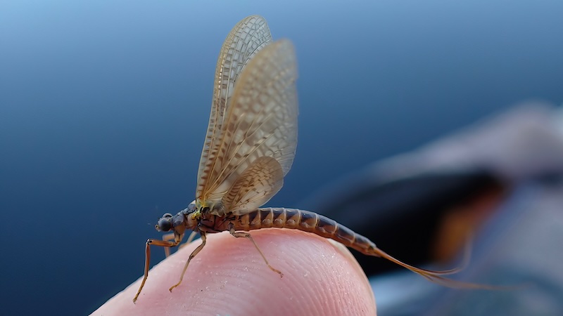 Majflue 260707 fishcamp mayfly