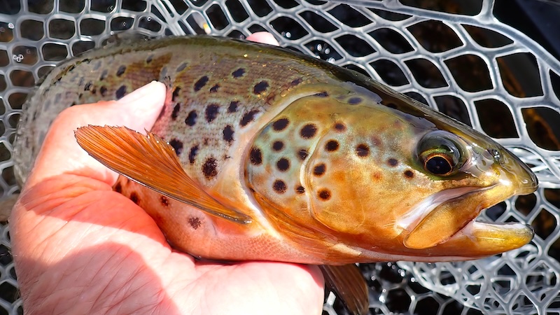 260710 rena trout