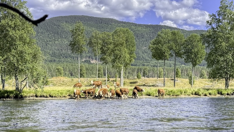 260721 rena cows
