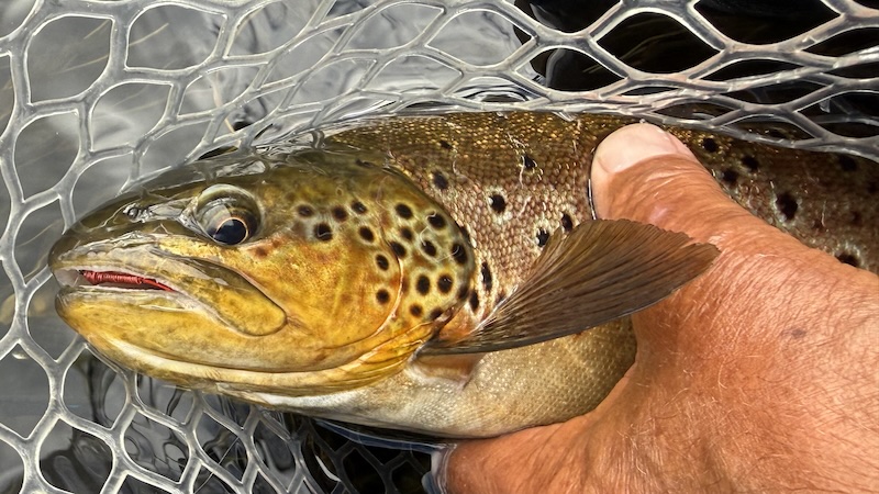 260723 rena trout nymph