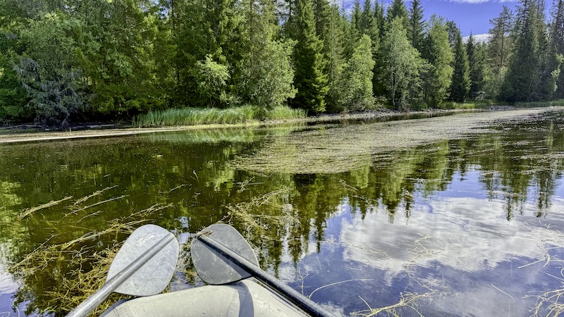 Grøde og render 260723 rena weed