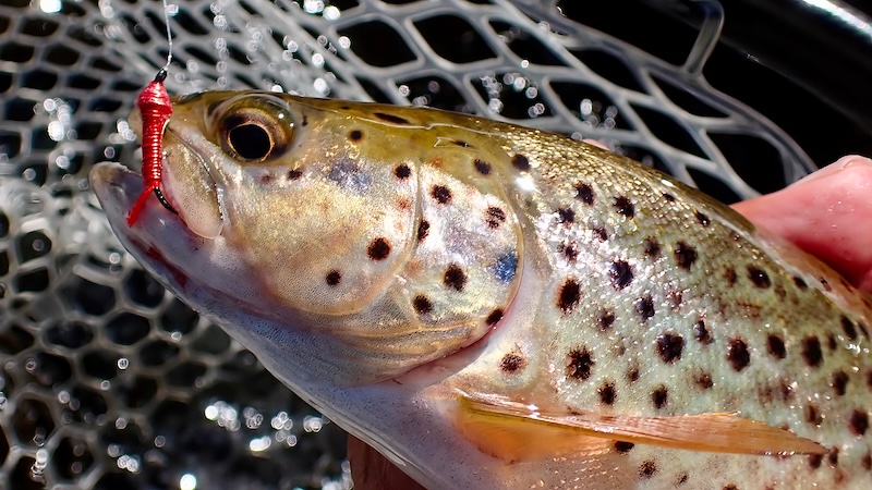 Ørred på nymfe 260724 rena trout nymfe