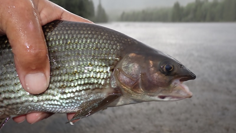 260727 rena rain grayling