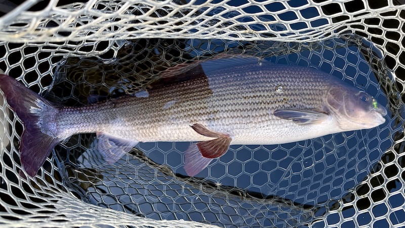 260728 rena stalling net