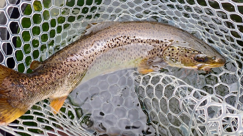 260811 hobro trout