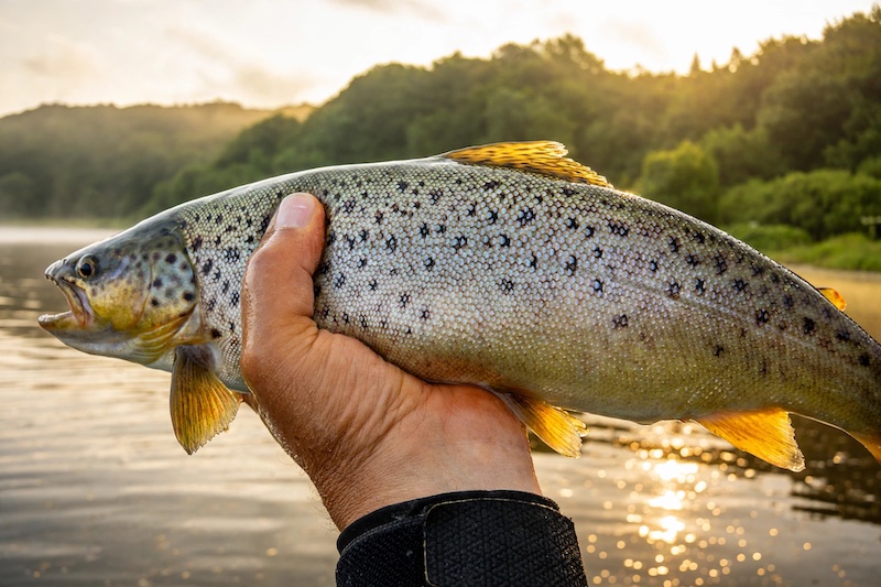 260821 hobro trout