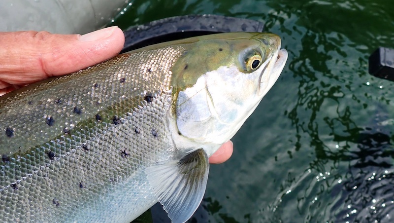 260826 randers fjord trout
