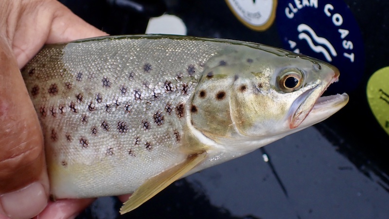 260902 mariager trout