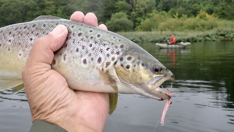 Mariager fjord ørred 260904 hobro trout lars