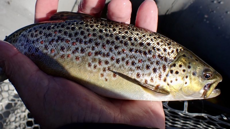 260924 bramslevtrout redspots