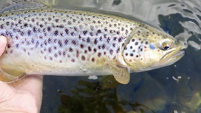 260925 bramslev trout