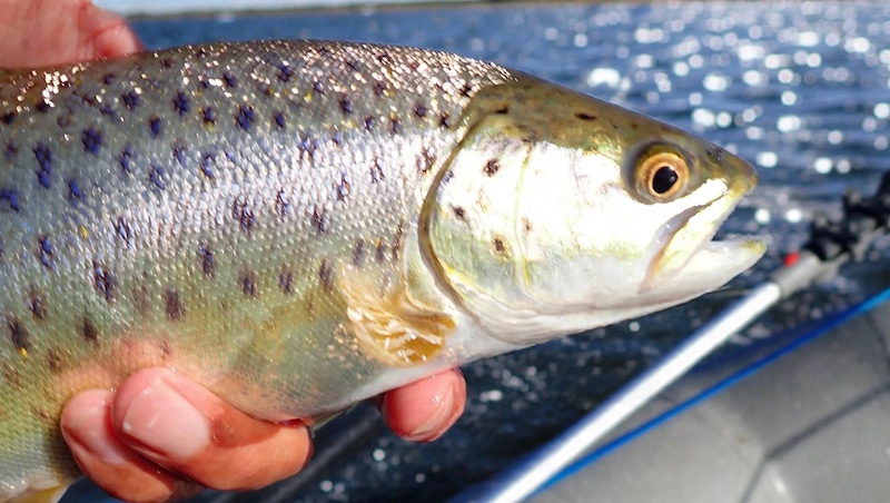 Ørred fra Randers Fjord 260927 randers fjord raaby trout