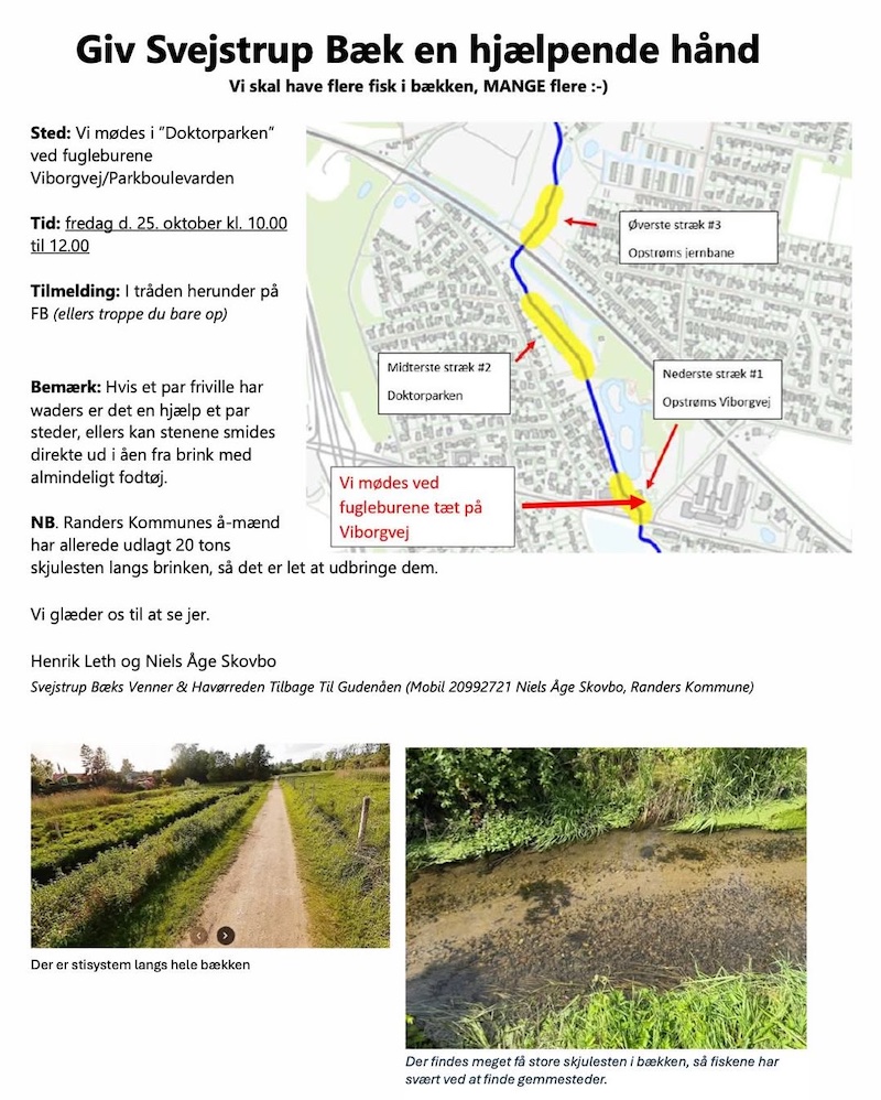 Havørreden tilbage til Gudenåen 260927 svejstrup gydegrus