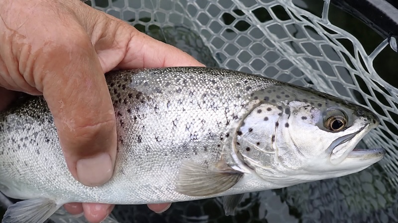 261016 stevns silver trout