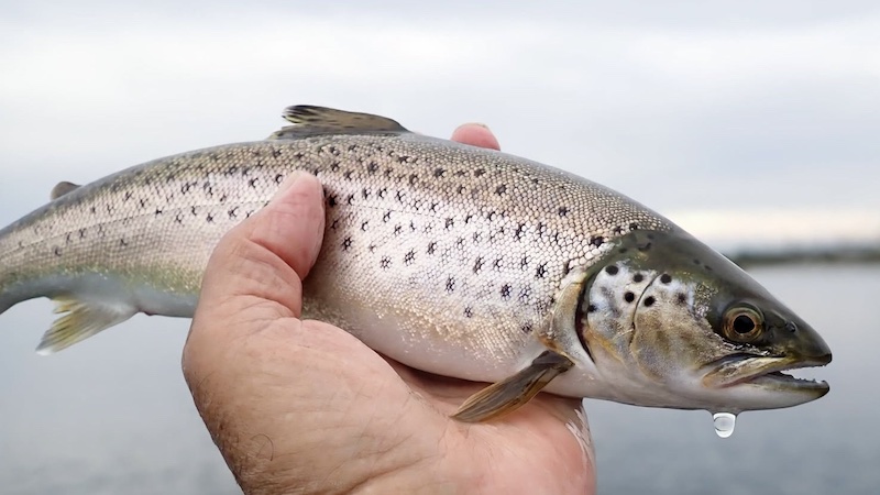 261016 stevns trout 