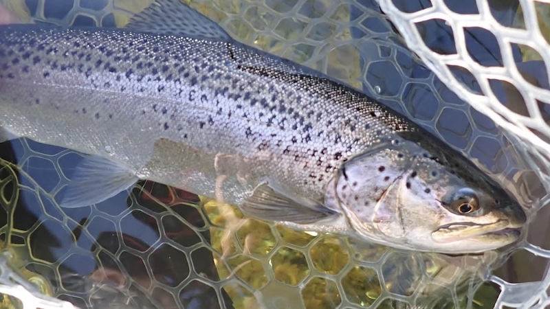 261019 fladbjerg trout net