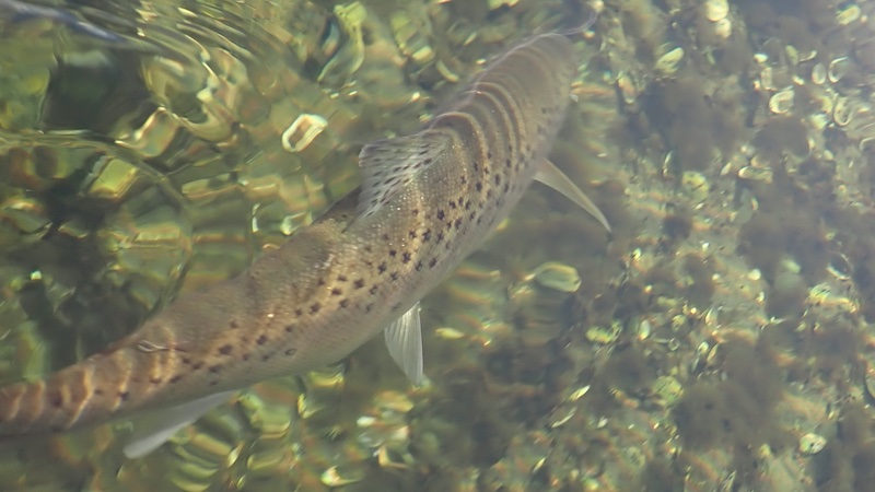 261019 fladbjerg trout release 