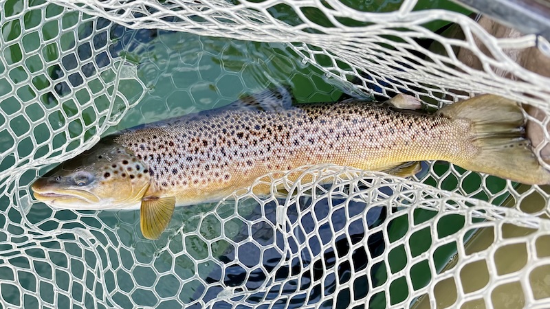 261023 stevns farvet trout