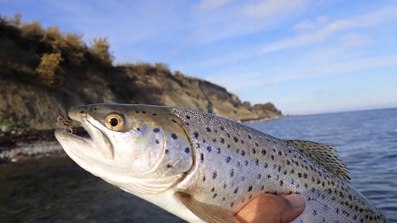 261023 stevns trout blank