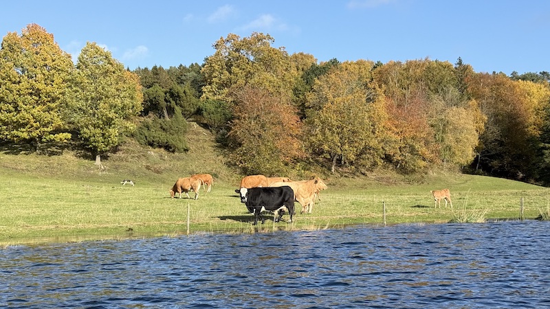 261028 bramslev cows