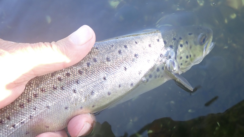 261028 bramslev trout