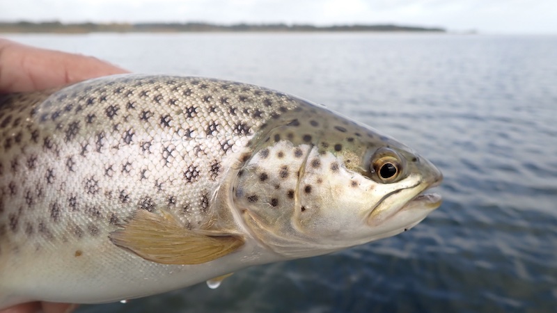 261030 udbyhoj trout