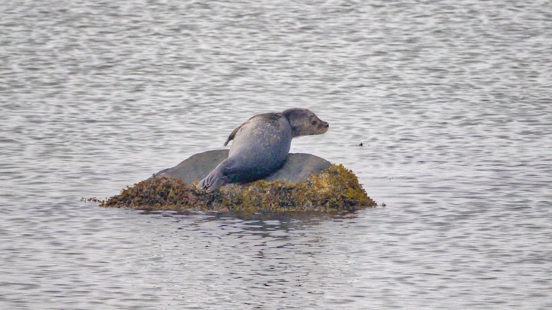 ponton close seal