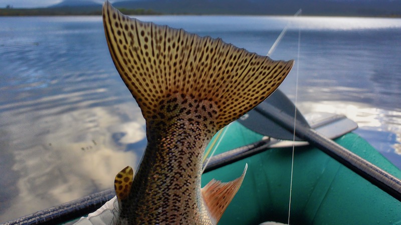 ponton low light tail