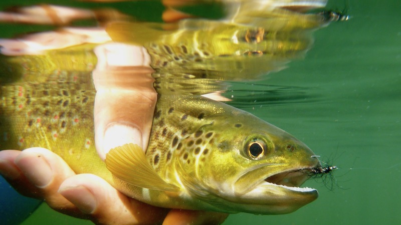ponton under water trout
