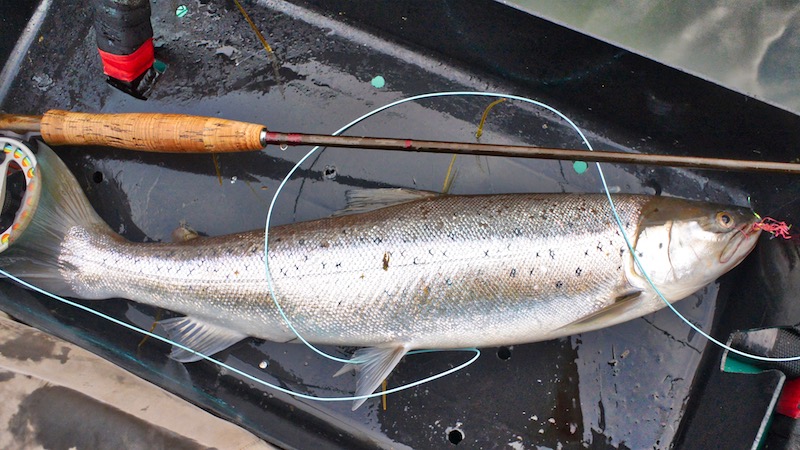mariager fjord ajstrup seatrout