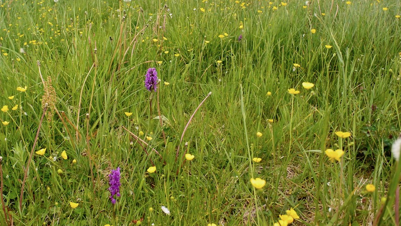 1017 kv grundlag flowers eng