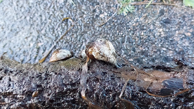 221019 vandremusling quaggamusling en af hver