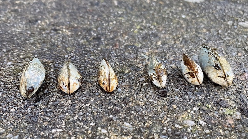 221019 vandremusling quaggamusling