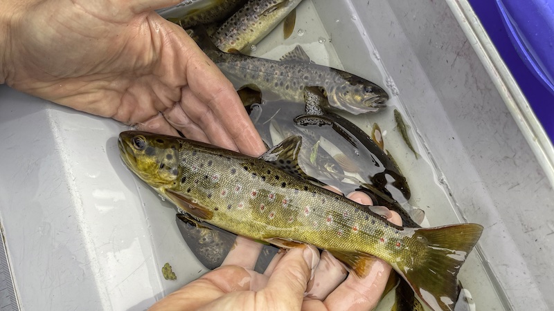 230927 osterkaer bestand analyse trout
