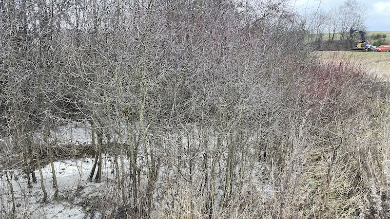 231220 nordic waste hvide grene