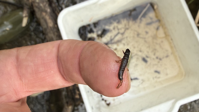 260914 allingaa nymph