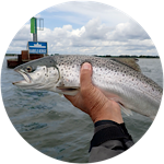 Havørred fra kyst og fjord rund havørred kyst